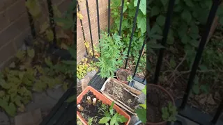 london weed garden