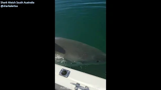 Captivating Footage of a Large White Shark | Shark Watch SA Archive Footage (2018)