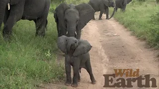 A relaxed herd