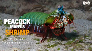 Peacock mantis shrimp - हिन्दी डॉक्यूमेंट्री | Wildlife documentary in Hindi