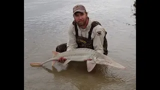 Tune in Tuesday #10 - Pallid Sturgeon Ecology and Recovery Efforts in the Upper Missouri River