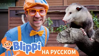 Изучаем удивительных животных с Блиппи | Обучающие видео для детей | Blippi Russian