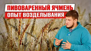 Пивоваренный ячмень | Требования пивзавода | Ячменный солод | Цена на ячмень | Бизнес идея