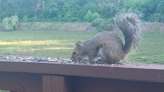 Squirrel At Bird Feeder! 🐿 #tallahassee #tallahasseefl #wildlife #squirrels #birdfeeder