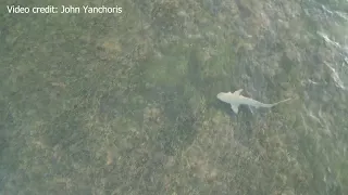 Drone pilot spots shark swimming off Dunedin Causeway