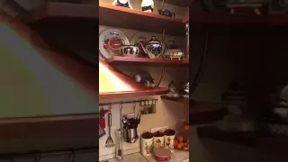 Parrot Jora bullies in the kitchen funny