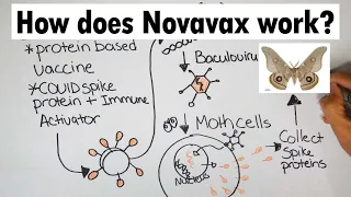 Novavax | How does Novavax work?