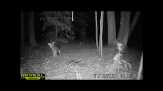 15 Nov 22 Coyote