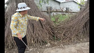 农村家里的土鸡越来越少，翻开草堆一看把摄影师都吓跑了，这次赔惨了