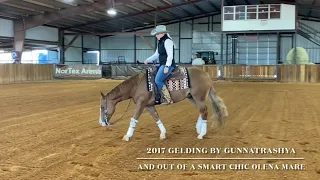 2017 Gelding by Gunnatrashya