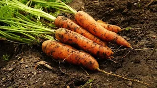 What you need to do for a good carrot crop