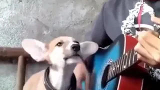 Dog singing his own song😂سگ که آهنگ میخواند