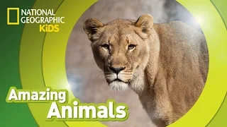 African Lion 🦁 | Amazing Animals