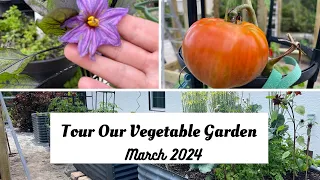 Tour of my Vegetables Garden  March 2024 Organic gardening. Zone 9 10