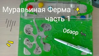 Пришла поссылка с муравьями! Муравьиная Ферма, обзор, messor structor , жнецы! #формикарий #муравьи