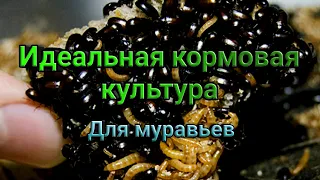 Идеальная кормовая культура для муравьев. Жук знахарь. Описание и содержание.