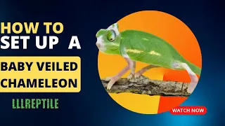 How to set up a baby veiled chameleon