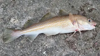 cod fishing in Brighton REALLY???