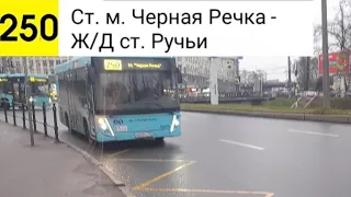 Автобус 250. Ст. м. Черная Речка - Ж/Д ст. Ручьи