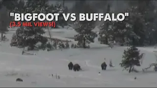 Bigfoot vs Buffalo [Now We Know the Truth] ThinkerThunker