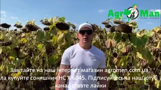 Соняшник 6045 від Юг Агролідер