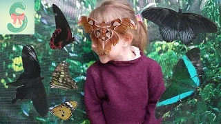 Выставка бабочек, Ручные бабочки, Много разных видов бабочек, бабочки вылупляются из коконов