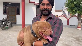 Dog Kennel ho to Aisa | Best Quality Dog Breeds | Best Dog Kennel in India | Micro/XL American Bully