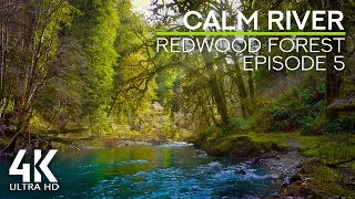 Relaxing Sounds of the Calm River & Birds Chirping (4K UHD) - Redwood Forest Ambience #5