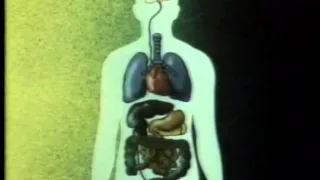 Анатомия и физиология человека  Фильм 2 Нервная система Леннаучфильм, 1980