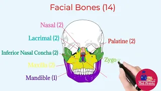Facial Bones | Facial Bones Anatomy | Facial Bones Trick | Facial Bones Mnemonic |