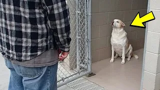 ¡El perro del refugio lloró al ver quién estaba frente a él!