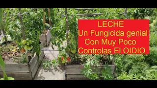 TOMATES Y PIMIENTOS, COMO CONTROLAR EL OIDIO