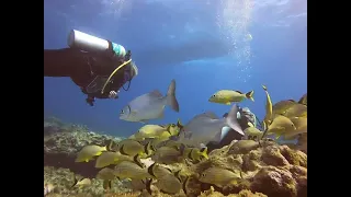 Snappers ledge Key Largo Fl