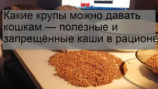 Какие крупы можно давать кошкам — полезные и запрещённые каши в рационе