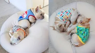 FRENCH BULLDOGS! Cute and Funny French Bulldogs doing funny things # 25 |Cute Pets