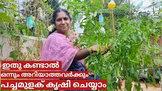 A - Z of chilli farming on terrace in container or pot | Step by step | Malayalam