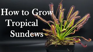 Growing Carnivorous Plants E4: Tropical Sundews