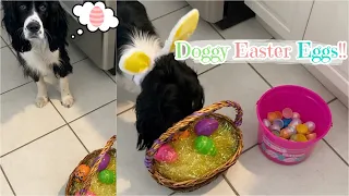 Dog Opens Easter Eggs Filled with Treats! | Springer Spaniel