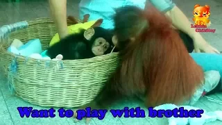 Orangutan want to play with baby chimpanzee