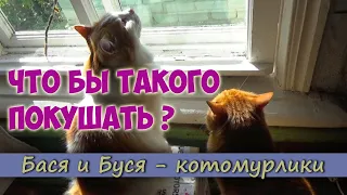 Коты Бася и Сёма кушают в деревне