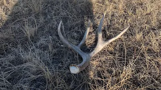 Shed Hunting 2023!~Fresh Shed Glory!