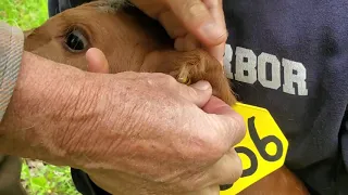 Greg shows how to catch and ear tag a new calf (don't try this with mean cows)