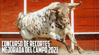 😍CUATRO TOROS DE CUATRO CAPAS EN MEJORADA DEL CAMPO · 💥CONCURSO DE RECORTADORES 2021