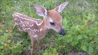 Curious Fawn