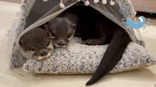 Otter Mom and Dad, Time for a Couple