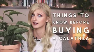 Calathea Care | Things you should know before buying a Calathea