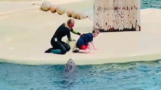 Super talented Dolphins 🐬 show at Seaworld #viral #dolphin #video #youtube #trending #seaworld #fyp