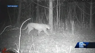 Cougar caught on West Bend trail camera