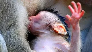 Welcome Newborn Baby Monkey of Mom Jill was born today | Baby so cute red face & Strong body.