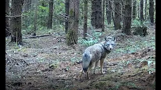 Coyote Triggers of Our Trail Camera
